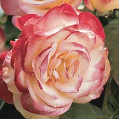  NEW  Cherry Parfait� Grandiflora Rose
