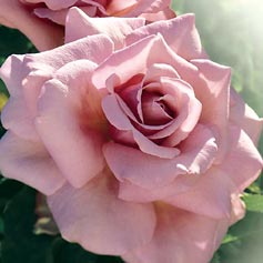 NEW  Memorial Day Hybrid Tea