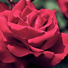 Mister Lincoln Hybrid Tea