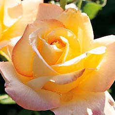 Peace Hybrid Tea
