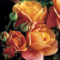 Disneyland Floribunda Rose