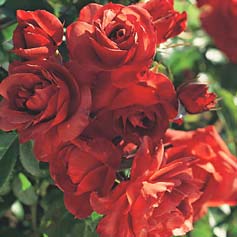 Hot Cocoa Floribunda