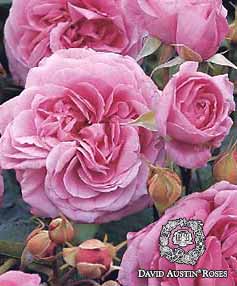 Gertrude Jekyll&reg; English Rose