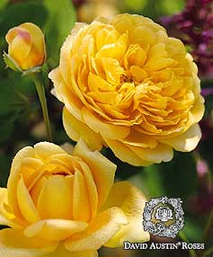 Golden Celebration� English Rose
