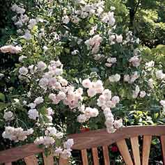 Cecile Brunner Climbing Rose