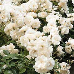 Iceberg Floribunda Rose
