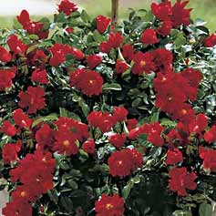 Red Ribbons Groundcover Rose
