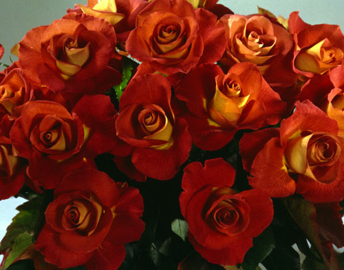 Buy leonidas rose bush